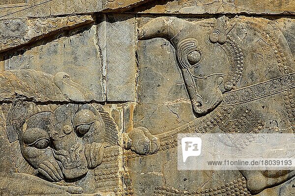 Relief Löwe kämpft mit Stier  Treppe des Darius-Plastes  Persepolis  Persepolis  Iran