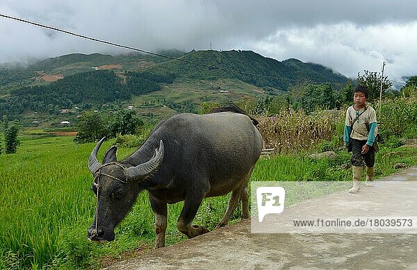 Child  water buffalo Tha Pin  Vietnam  Asia