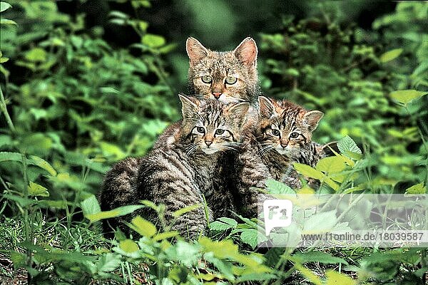 European Wild Cat with kittens  Europäische Wildkatze (Felis silvestris) mit Jungtieren  Europäische Wildkatze