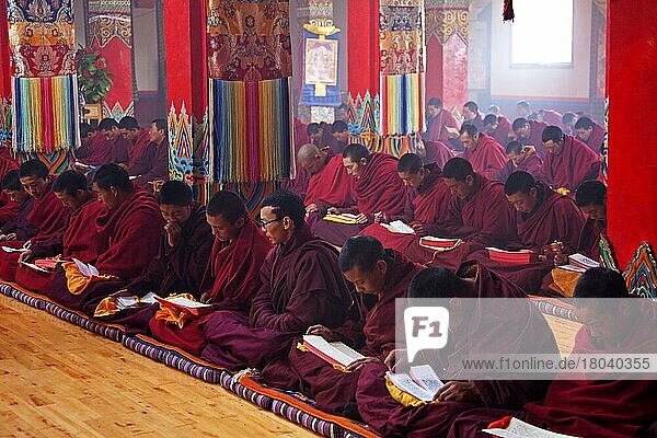 Junge tibetische Mönche sagen Mantras und meditieren in der Dzogchen Gompa  dem Deogchen Kloster in der Nähe von Zhuqing  Provinz Sichuan  China  Asien