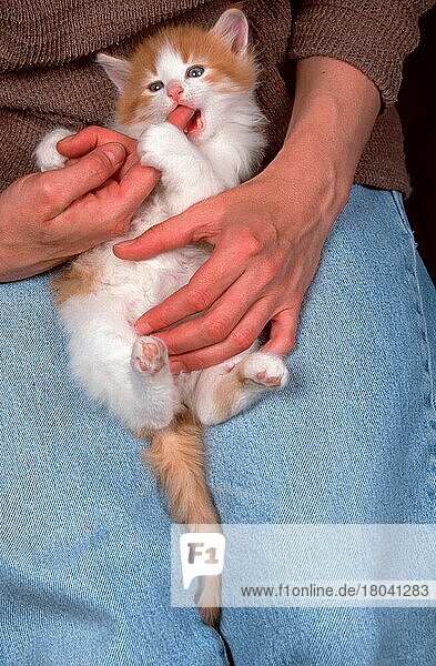 Norwegische Waldkatze  Jungtier  6 Wochen  knabbert an Finger  Norwegian Forest Cat  kitten  6 weeks  gnawing on finger