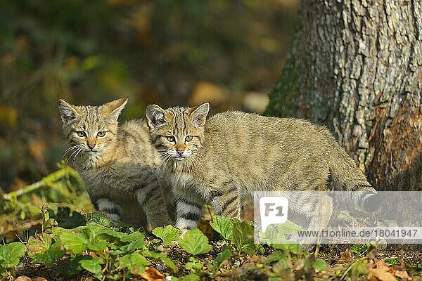 Wildcat (Felis silvestris)  two kitten  captive