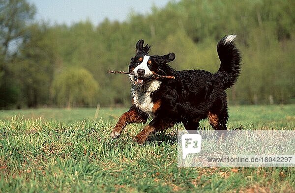 Berner Sennenhund spielt mit Stock