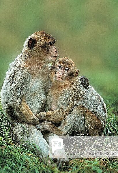Berberaffen  Barbary Monkeys (Macaca silvana)  Magots (Tiere) (außen) (outdoor) (Wiese) (meadow) (Europa) (zärtlich) (tender) (sitzen) (sitting) (adult) (Paar) (pair) (couple) (zwei) (two) (Säugetiere) (mammals) (Affen) (Primaten) (Vertrauen) (trust) (confidence) (Zuneigung) (affection)