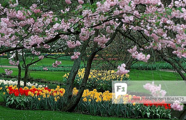 Keukenhof Garten  Lisse  Niederlande  Keukenhof  blühend  Blumenbeet  Park  Europa  Frühling  Querformat  horizontal  Europa