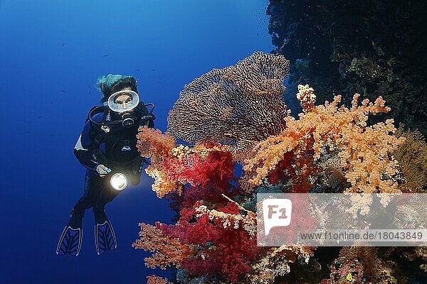 Diver on coral reef wall looking at multicoloured klunzinger's soft coral (Dendronephthya klunzingeri) and horn coral (Acabaria splendens) fan  Deadalus Reef  Red Sea  Egypt  Africa