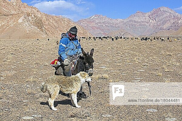 Tadschikischer Ziegenhirte auf Esel und zentralasiatischer Hirtenhund beim Hüten von Hausziegen im Pamirgebirge  Provinz Gorno-Badachschan  Tadschikistan  Asien