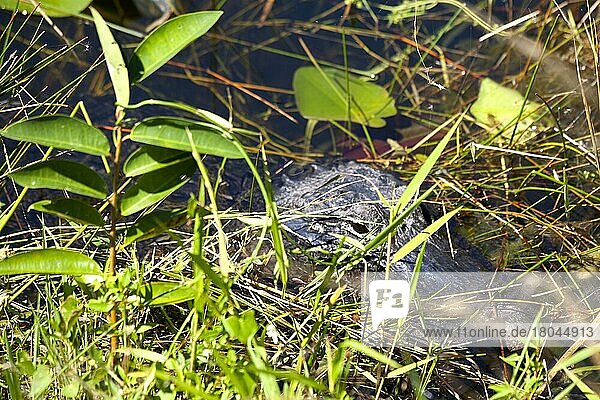 Alligator in Sumpflandschaft  Everglades National Park  Florida/ alligator in swampland  Everglades National Park  Florida  Everglades National Park  Florida  USA  Nordamerika