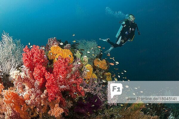 Diver and colorful coral reef  Triton Bay  West Papua  Indonesia  Asia