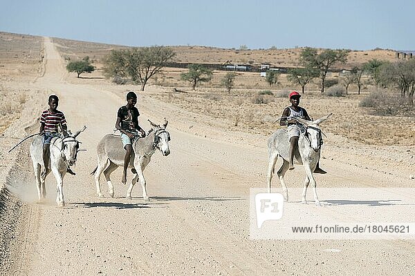 Boys on donkeys  Brandberg  Namibia  Africa