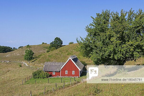 Traditionelles rotes Holzbauernhaus mit Reetdach  Brösar backar  Brösarp Hills  Haväng  Skåne  Schweden  Europa