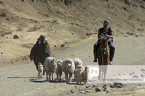 Shepherds  Sotho  Basotho  Mokhotlong district  A14  Lesotho  Shepherds  Africa