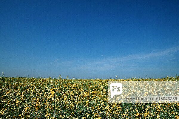 Rape field  North Rhine-Westphalia  Germany (Brassica spec.)  flowers  crops  flowering  yellow  Europe  spring  landscape  horizontal  agriculture  farming  landscapes