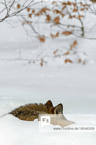 Grauwolf (Canis lupus),  Grauer Wolf,  der im Winter zusammengerollt im Schnee schläft