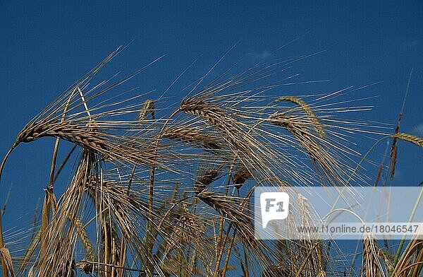 Roggen (Secale cereale)  Deutschland  Europa  Gräser (Gramineae)  Getreide  Mais  Nutzpflanzen  Sommer  Querformat  horizontal  Europa