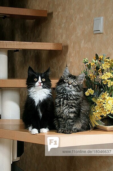 Norwegian Forest Cat  kittens on stairs  Norwegische Waldkatze  Kätzchen auf Treppe  innen