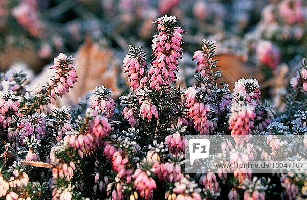 Heather (shrubs) covered with hoarfrost  Schneeheide (Erica herbacea)  Raureifbedeckt (Pflanzen) (Gartenpflanze plant) (Heidekrautgewächse) (Ericaceae) (Strauch) (Sträucher) (blühend ing) (Veränderung) (Wandel) (change) (rosa) (pink) (Europa) (Winter) (Frost) (Raureif) (Querformat) (horizontal)