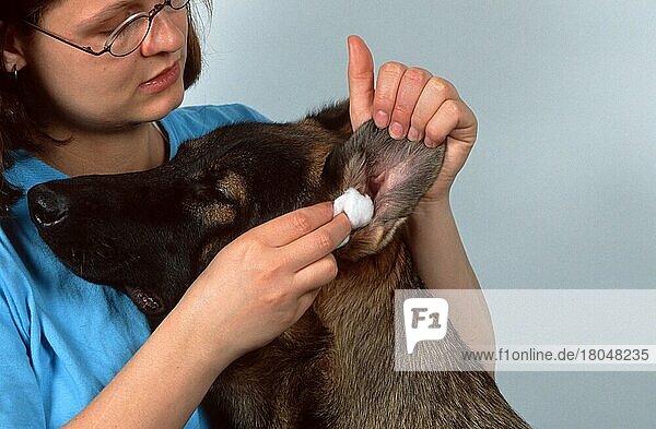 Hunde  Ohr wird gereinigt  Dog  ear beeing cleaned (Schäferhund) (animals) (Säugetiere) (mammals) (Haushund) (domestic dog) (Haustier) (Heimtier) (pet) (innen) (Kopf) (head) (seitlich) (side) (adult) (Mensch & Tier) (human & animal) (Querformat) (horizontal) (Vertrauen) (trust) (confidence) (Pflege) (care) (beauty)