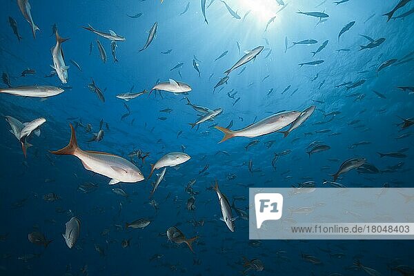 Pacific creolefishes (Paranthias colonus)  Socorro  Revillagigedo Islands  Mexico  Central America