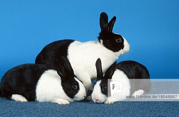 Holländisches Kaninchen mit Jungtieren