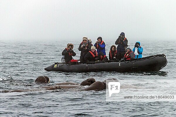 Touristen im Schlauchboot beobachten und fotografieren eine Gruppe von Walrossen (Odobenus rosmarus)  die im arktischen Meer schwimmen  Svalbard  Norwegen  Europa