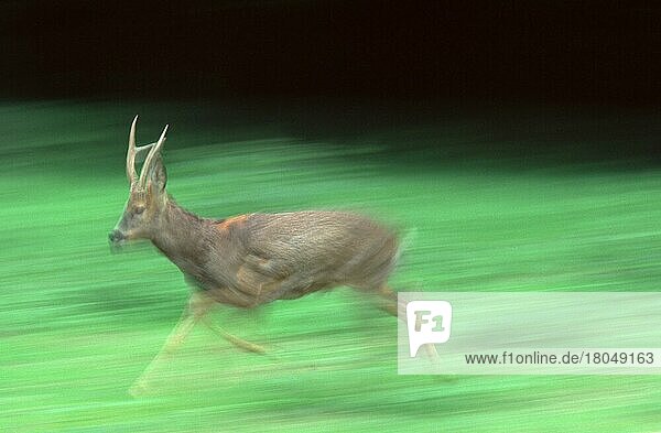 Rehbock (Capreolus capreolus) männlich  laufend  Säugetiere  Hirsche  mennlich  Huftiere  Paarhufer  Klauentiere  Europa  außen  draußen  seitlich  Wiese  erwachsen  rennen  Querformat  horizontal  Bewegungsunscharf  blurred_motion