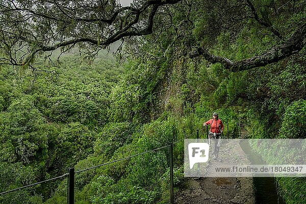 Hiking trail  Rabacal Valley  Central Mountains  Madeira  Portugal  Europe