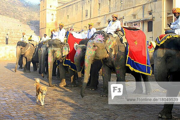 Dog walking in front of row of Asian Elephants (Elephas maximus)  Fort Amber  Jaipur  India  Asia