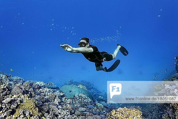 Apnoetaucher  Freitaucher  Schnorchler  taucht über Korallenriff  Rotes Meer  Hurghada  Ägypten  Afrika