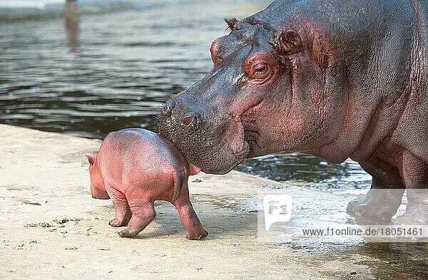 Nilpferd leckt Jungtier  Flusspferd (Hippopotamus amphibius) beleckt Jungtier  Säugetiere  Huftiere  Paarhufer  Klauentiere  außen  draußen  von hinten  seitlich  erwachsen  Mutter & Kind  Mutter & Baby  zwei  weiblich  stehen  zärtlich  zart  lecken