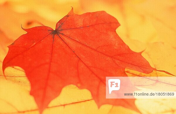 Spitzahorn (Acer platanoides)  Herbstlaub  Herbstblätter  Ahorngewaechse  Aceraceae  Europa  Blatt  gelb  rot  Herbst  weich  Selektiver Fokus  Querformat  horizontal