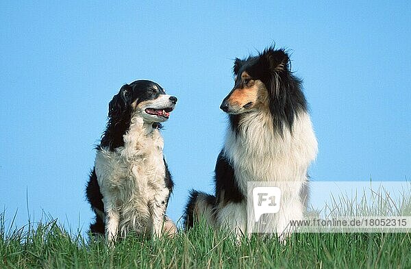 Rough Collie und Mischlingshund