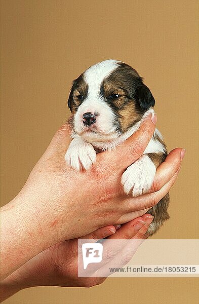Mischlingshund  Welpe  16 Tage alt  Mixed Breed Dog  puppy  16 days old (animals) (Säugetiere) (mammals) (Haushund) (domestic dog) (Haustier) (Heimtier) (pet) (frontal) (head-on) (von vorne) (innen) (Studio) (Hand) (Jungtier) (young) (Mensch & Tier) (human & animal) (vertical)