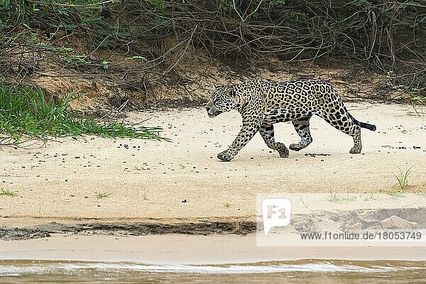 Jaguar (Panthera onca)  Cuiaba River  Pantanal  Mato Grosso  Brazil  South America