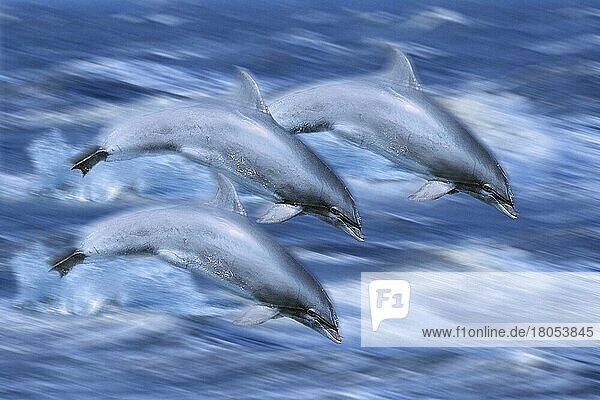 Bottlenose Dolphins (Tursiops truncatus)  Grosse Tuemmler  Grosser Tümmler  seitlich  side