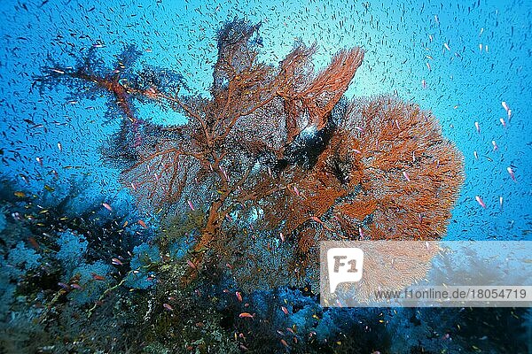 Filigree giant sea fan (Annella mollis) with school of flagfish (Pseudoanthias)  Elpinstone Reef  backlight  Red Sea  Egypt  Africa