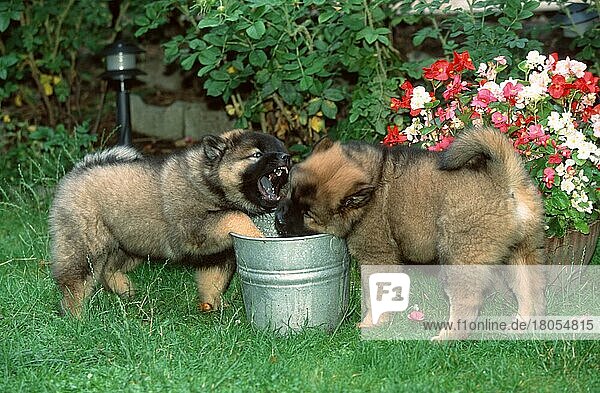 Eurasier  puppies  9 weeks old  playing with bucket  Welpen  9 Wochen alt  spielen mit Eimer (Saeugetiere) (mammals) (animals) (Haustier) (Heimtier) (pet) (Haushund) (domestic dog) (außen) (outdoor) (Blumen) (Garten) (seitlich) (side) (Wiese) (meadow) (Aggression) (aggressive) (stehen) (standing) (streiten) (quarreling) (Jungtier) (young) (puppy) (Paar) (pair) (zwei) (two) (Querformat) (horizontal)