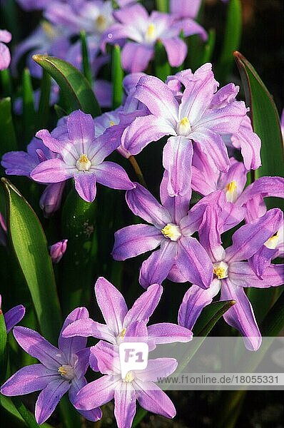 Liliengewächse insgesamt 2637 Bilder bei Bildagentur