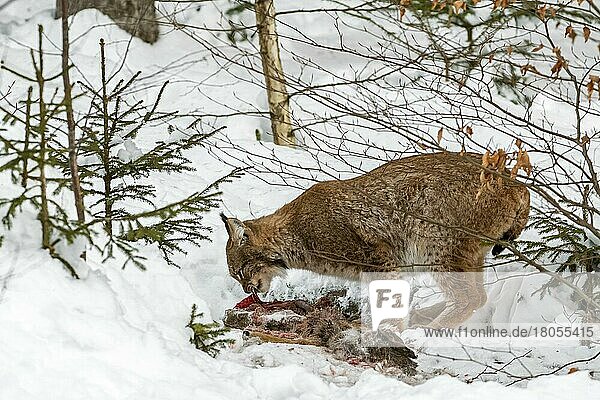 Eurasischer Luchs (Lynx lynx) beim Fressen von erlegtem Rehwild im Schnee im Winter