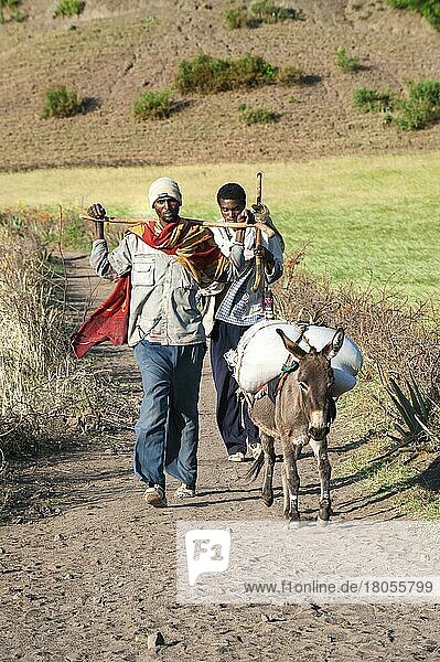 People on the way to the market  donkey  pack donkey  donkey  Lalibela  Amhara region  Northern Ethiopia  Ethiopia  Africa