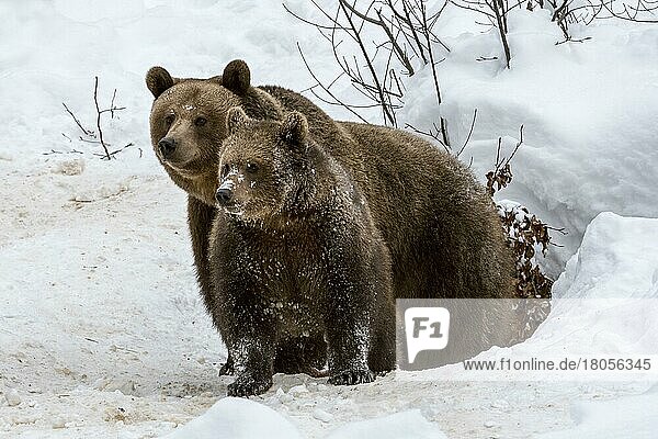 Female and 1-year-old European brown bear (Ursus arctos arctos) leaving the den in the snow in winter