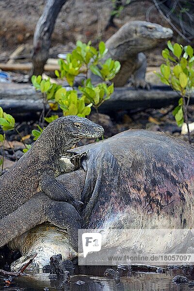 Komodo dragons (Varanus komodoensis)  on buffalo carcasses in the mangrove area  Rinca Island  Indonesia  Asia