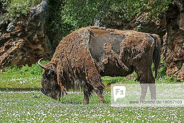 Wisent  Wisente (Bison bonasus)  Huftiere  Paarhufer  Rinder  Säugetiere  Tiere  Moulting European bison  Wisent grazing graß in meadow in spring