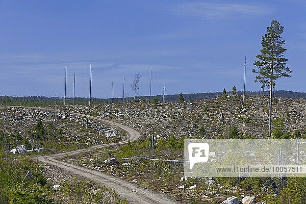 Wiederaufforstung durch das Pflanzen von Setzlingen in gerodeten Nadelwäldern in Dalarna  Schweden  Skandinavien  Europa