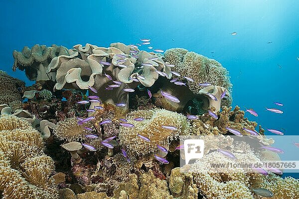 Whitleys Fahnenbarsche (Luzonichthys whitleyi) zwischen Pilz-Lederkorallen  Great Barrier Reef  Australien  Ozeanien