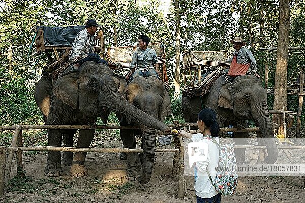 Elefant und Mahut  Elefantenführer  Mekong Elephant Camp  Pak Beng  Pak Beng  Oudomxai Provinz  Laos  Asien