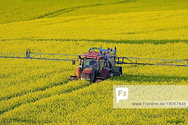 Traktor mit Feldspritze beim Besprühen von Raps (Brassica napus) mit Pestiziden im Frühjahr