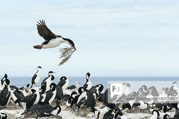 Sealion Island  Königsscharbe (Phalacrocorax albiventer)  Falklandinseln  Großbritannien  Europa