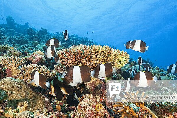 Schwarze Pyramiden-Falterfische  Thaa-Atoll (Hemitaurichthys zoster)  Malediven  Asien