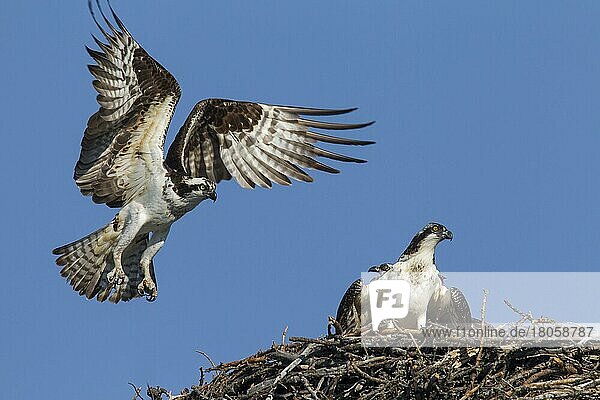 Western osprey (Pandion haliaetus) : Old bird lands with young on the nest